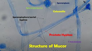 Mucor Structures under the Microscope at various magnifications [upl. by Flossi394]