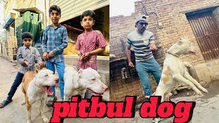 World ka beautiful dog 🐕 bitbull mail gaya🎁world beautifulanimals pitbull petsvlog [upl. by Dorey188]