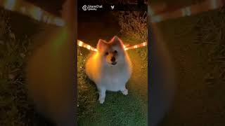 cute dog butterfly doglover petslover [upl. by Aehtla]