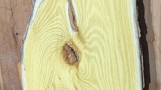 Sanding an Osage Orange Slab 36 Grit [upl. by Hochman]