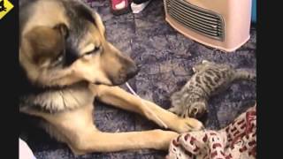 Lustige Videos Lustige Katzen Lustige Hunde Hunde lieben Kätzchen Funny Animals Funny Cat Videos [upl. by Wehrle49]