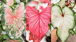 CALADIUM CARE TIPS How to Grow and Care for Caladium [upl. by Ativet]