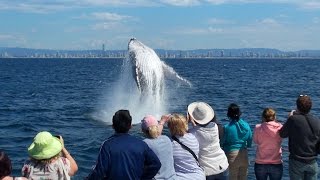 Gold Coast Whale Watching with Whale Watch Australia [upl. by Odlanar]