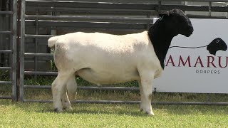 Lot 135  Amarula 231778  AMARULA DORPER SALE RAM 2024 [upl. by Atsyrhc874]