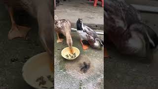 Apparently ducks love fast food 😂 [upl. by Avik]