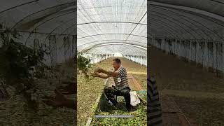 Artificial Grasshopper Breeding Technique [upl. by Aniv]