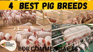 The 4 Best Pig Breeds for Commercial Pigs Farming  Meat Production [upl. by Leventis]