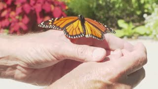 Passionate about pollinators Garden in western Maine attracts monarchs gearing up for migration [upl. by Rad]