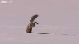 Ein Fuchs fängt eine Maus im Winter Fox Snow Dive [upl. by Rj]