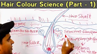 Hair Colour Science Part  1 Hair Shaft and Hair RootsMelanin Hair Pigments full Details in Hindi [upl. by Aropizt]