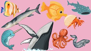 20 Sea Animals Names in English  Aquatic Animal  English Educational Video water sea aquatic [upl. by Byran]