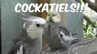 30 minutes of COCKATIELS Narration Free [upl. by Belia]