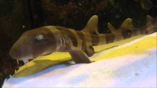 Brownbanded Bamboo Sharks feeding [upl. by Ettenoitna]