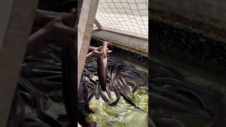 Catfish farming using concrete ponds catfishfarming catfish fishfarming shorts foryou fishfarm [upl. by Melva]