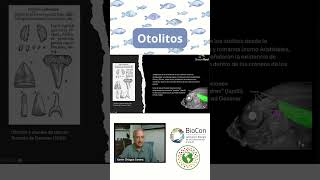 ¿Qué son los otolitos shorts cambioclimático peces cambioclimático morfología [upl. by Kahle179]