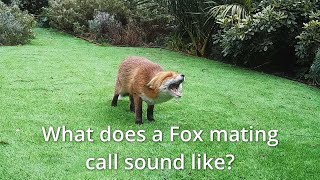 What does a fox mating call sound like old version [upl. by Foscalina]