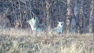 Pack of Howling Coyotes [upl. by Mich]