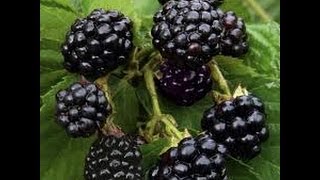 Propagating Blackberries Natures Way [upl. by Kremer]