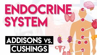 Addisons vs Cushings  Endocrine System Part 2 [upl. by Matty904]