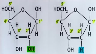 Pentose sugar  Ribose and deoxyribose difference  NEET needs [upl. by Efal]