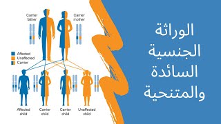 XLinked Autosomal amp Recessive Inheritance  الوراثة الجنسية السائدة والمتنحية [upl. by Henden691]