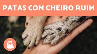 Mau cheiro nas patas do cachorro 🐾🐕 Causas e o que fazer [upl. by Eicirtap391]