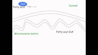 formation of acetyl CoA [upl. by Inimak]