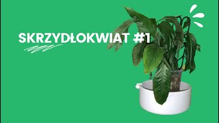 🌱 SKRZYDŁOKWIAT 1 gnijące korzenie po przesadzeniu do hydroponiki [upl. by Lawton86]