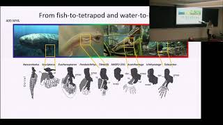 Using morphometry to reveal macroevolutionary patterns [upl. by Tybie242]