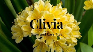 Clivia Grow and Care Tips [upl. by Yrokcaz]