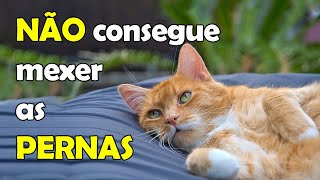 Gato está com as pernas paralisadas não consegue mexer as pernas  Gatil Hauser [upl. by Assanav736]