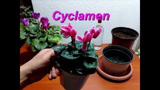 How to repotting a Cyclamen [upl. by God]