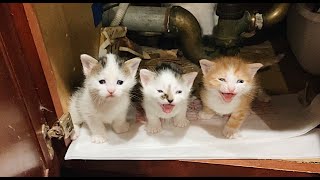 Cute kittens meowing  talking [upl. by Herm]