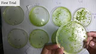 The Larvicidal Effect of Momordica charantia on Culex sp Mosquito Larvae [upl. by Strephonn]