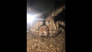 UNBOXING A GOLIATH BIRD EATING TARANTULA 📦 [upl. by Laen165]