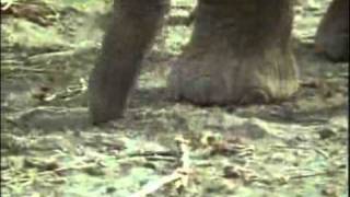 African elephant video Loxodonta africana 11 [upl. by Nannek]