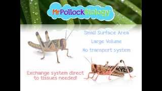 Gas Exchange in Insects [upl. by Aiuqat]