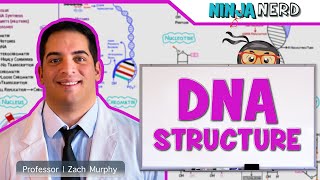 Cell Biology  DNA Structure amp Organization 🧬 [upl. by Assir829]