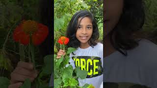 Tithonia diversifolia വീഡിയോ ഇഷ്ടം ആയാൽ SUBSCRIBE ചെയ്യാൻ മറക്കലെ  sunflower short feed [upl. by Kinimod]