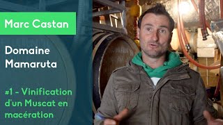 Vinification dun Muscat en macération carbonique  Marc Castan Domaine Mamaruta [upl. by Novehs]