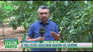 6 Yaş Ceviz Ağıcının Bakımı Beslenmesi ve Verimi [upl. by Meingolda341]