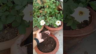 🤫Phool ke paudhe mein kaun si khad dalen  Best fertilizer for flowering plants [upl. by Nadiya]