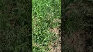 Getting rid of pigweed in a food plot [upl. by Teddman242]