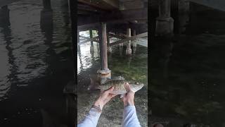 Big Snapper Caught Under A Bridge 😱🎣 florida fishinglife viral nature shorts wildlife short [upl. by Anema]