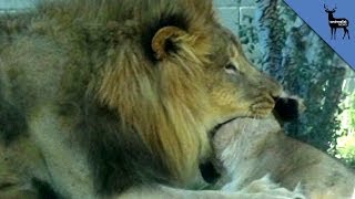 Lion Kills Lioness In Front Of Dallas Zoo Visitors [upl. by Lebama]