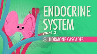 Endocrine System Part 2  Hormone Cascades Crash Course Anatomy amp Physiology 24 [upl. by Auod]