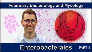 Enterobacterales  nonE coli Part 1  Veterinary Bacteriology and Mycology [upl. by Eirrej]