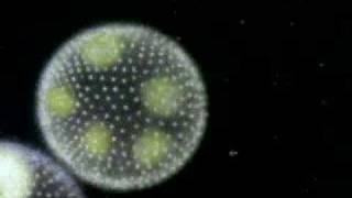 The Protist  Protozoa Algae and Funguslike protists [upl. by Tavy]