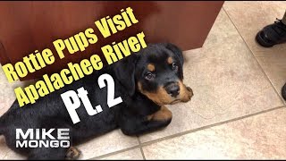 Rottweiler Puppies visit the vet Pt 2 [upl. by Nayrbo729]