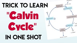 Trick To Learn CALVIN CYCLEC3 Cycle  Photosynthesis  Biology Tricks For Neet [upl. by Sikko]